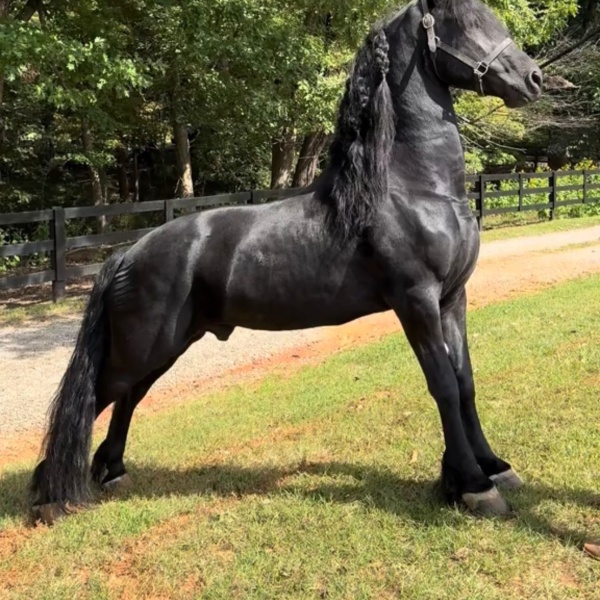 Frísio Elite com Pedigree ou R$700.000,00 no seu PIX 🐎 💰